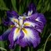 20070603_itakochoshitrip_010